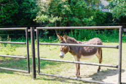 für klein und groß der Tierpark Chemnitz